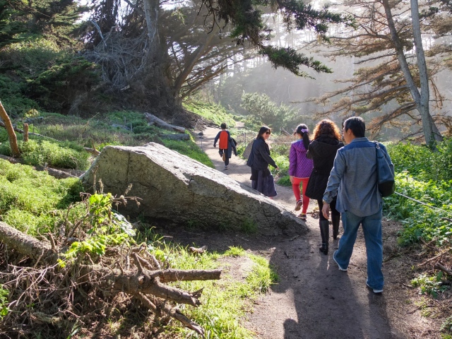 A walk in the woods at Point Lobos, Monterey Bay
